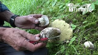 Conoscere i Funghi: Boletus edulis [ COMMESTIBILE ]