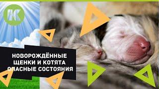 Проблемы новорожденных щенков и котят, как им помочь и обезопасить? ветеринарная клиника