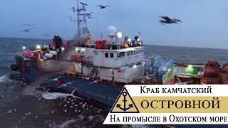Краб камчатский – На промысле в Охотском море