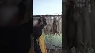 Sneak Peak: Animal Equality exposes horrific cruelty in Mexico's rabbit meat industry