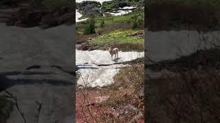 Big Horn Sheep, Grinnell Glacier