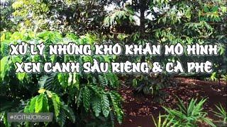 Muốn trồng xen canh Sầu Riêng với Cà phê thì cần giải quyết 5 vấn đề này