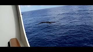 A bird is indeed the true difinition of freedom| CruiseShipLife | seafarer vlog| kadagat