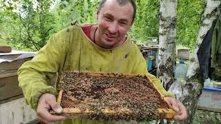 Пчеловодство. Пчеловод экстремал! Аттракцион пчеловода! Супер добрые пчёлы.  #Пчеловодство #Рой