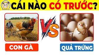 Sốc Với Đáp Án Cho Câu Hỏi Thế Kỷ Con Gà Hay Quả Trứng Có Trước Đã Được Công Bố | Chị Kính Đố Vui