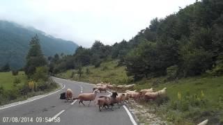 Sheep attacks shepherd