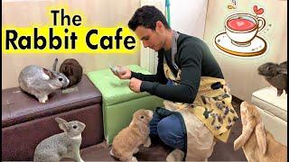 The Rabbit Cafe Tokyo Japan | Bunny Cafe Japan | Usa Cafe Mimi