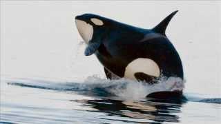 Jean-Michel Cousteau: Orcas