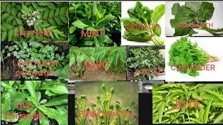 Leaf vegetables name in English