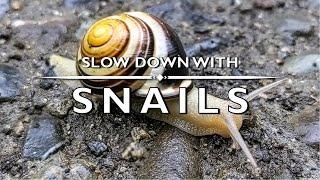 Slow Down with Snails