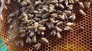 БОРЬБА С РОЕНИЕМ ПЧЕЛ В ЛЕЖАКАХ  (ANTI-SWARMING BEES IN BEDS)