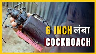 Longest Cockroach in the world | Amazing Facts about Cockroach | FactStar