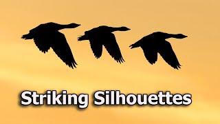 How To Shoot Creative Silhouettes - An In Depth Wildlife Photography Tutorial