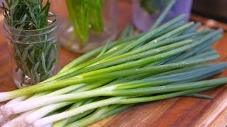 How to Keep Scallions Fresh for a Month in the Fridge