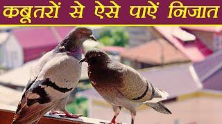 Pigeon: Easy ways to drive away pigeons. How to Get Rid Of Pigeons | boldsky