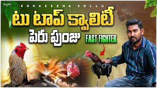 టు టాప్ క్వాలిటీ పెరు పుంజు Fast fighter || KONASEEMA KOLLU