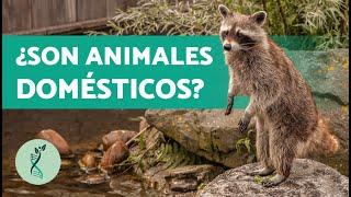 ¿Dónde VIVEN los MAPACHES?  (Características, Hábitat y Comportamiento Mapache)