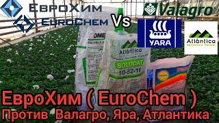 ЭКСПЕРИМЕНТ ЗАВЕРШЁН! Удобрения ЕвроХим(EuroChem) проверяли 50 дней, рисковали 15.000 рассадой. РЕЗ