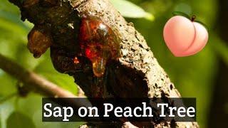 Why do Peach Trees have SAP Coming out???