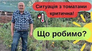 Ситуація з томатами критична  Що робимо?