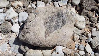 [Fouille Fossile] - Quelques fossiles aux Falaises des Vaches Noires en Normandie