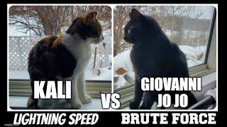 Cat Battle