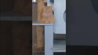 Comfortable orange loaf cat