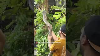 KING COBRA INI MAKAN KORBAN DI PANGANDARAN !!