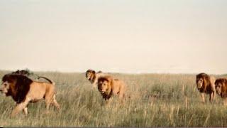 Los Poderosos Leones NOTCH - La Coalición Más Dominante que Los Mapogo