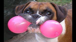 Funniest Dogs Vs Balloons Compilation!