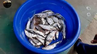 Как ВАЛЯТЬ и ЗАСОЛИТЬ речную рыбу в домашних условиях
