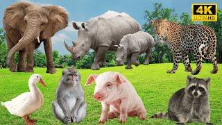 Lively Animal Sounds: Elephant, Rhinoceros, Leopard, Duck, Monkey, Pig – Hilarious Farm Encounters