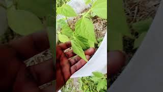 Beans growing watch this #greengardening #gardening #shorts #greenlifediaries