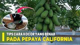 RAHASI ! CARA PEMUPUKAN PEPAYA CALIFORNIA DENGAN KOCOR AGAR BUAH MAKIN MANIS