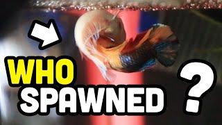 Trying different betta spawning pairs - will it work?