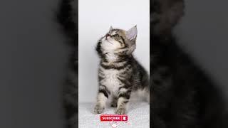 Learn About Cats in Just 45 Seconds! || बिल्लियों के बारे में 45 सेकंड में जानिए!