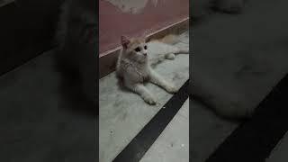 cute rozy#viral #cat#video