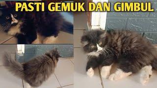 Cara menggemukkan kucing dengan cepat