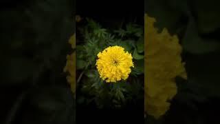 editing of marigold flower