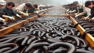 Japan Eel Farm - Japanese Farmer Raise Millions of Eels for Meat This Way