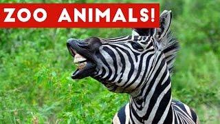The Funniest Zoo Animals Home Video Bloopers of 2017 Weekly Compilation | Funny Pet Videos