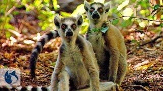 Lemurs of madagascar. Full Documentary