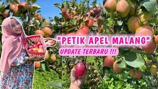 PANEN APEL MERAH DI KOTA BATU MALANG | WISATA PETIK APEL DI KOTA BATU MALANG | PART 2