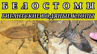 БЕЛОСТОМЫ - Гигантские водяные клопы