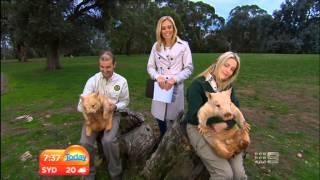 Channel 9 - Today Show - Cleland Wildlife Park - 6th May, 2013