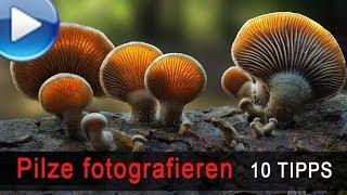 Pilze fotografieren - 10 Tipps!