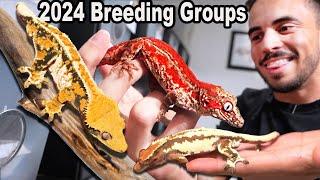 NEW Crested & Gargoyle Gecko Breeding Groups! 2024