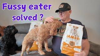 Does Your Dog Refuse to Eat? IAMS Changed Everything for Us