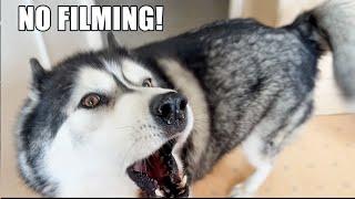 Husky Tells Me Not To Film Him Arguing With His Nan!