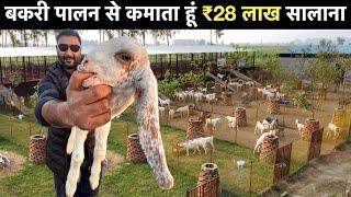 Goat Farming Business plan - बकरी पालन कैसे करें ? Sirohi Bakri training price India